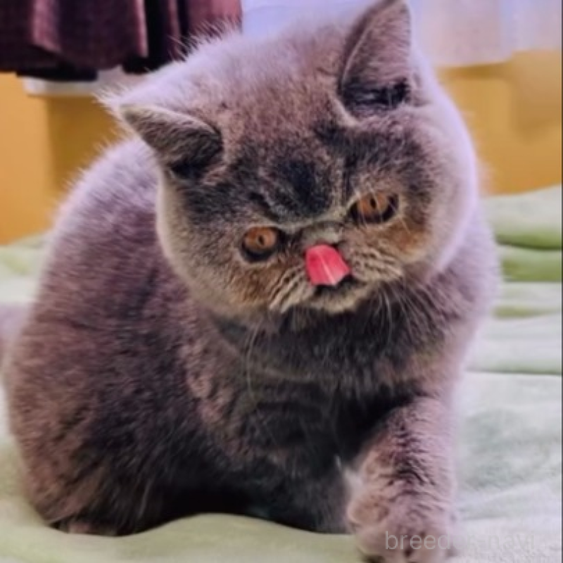 販売中の北海道のエキゾチックショートヘア-138638の7枚目