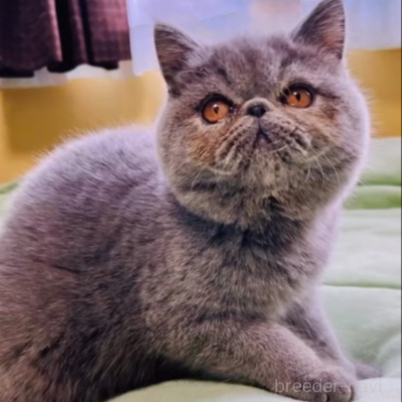 販売中の北海道のエキゾチックショートヘア-138638の6枚目