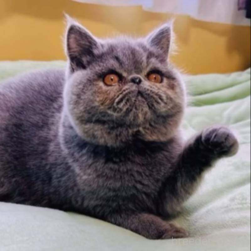 販売中の北海道のエキゾチックショートヘア-138638の4枚目