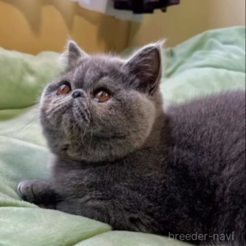 販売中の北海道のエキゾチックショートヘア-138638の3枚目