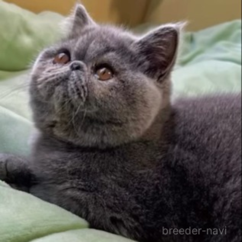 販売中の北海道のエキゾチックショートヘア-138638の2枚目