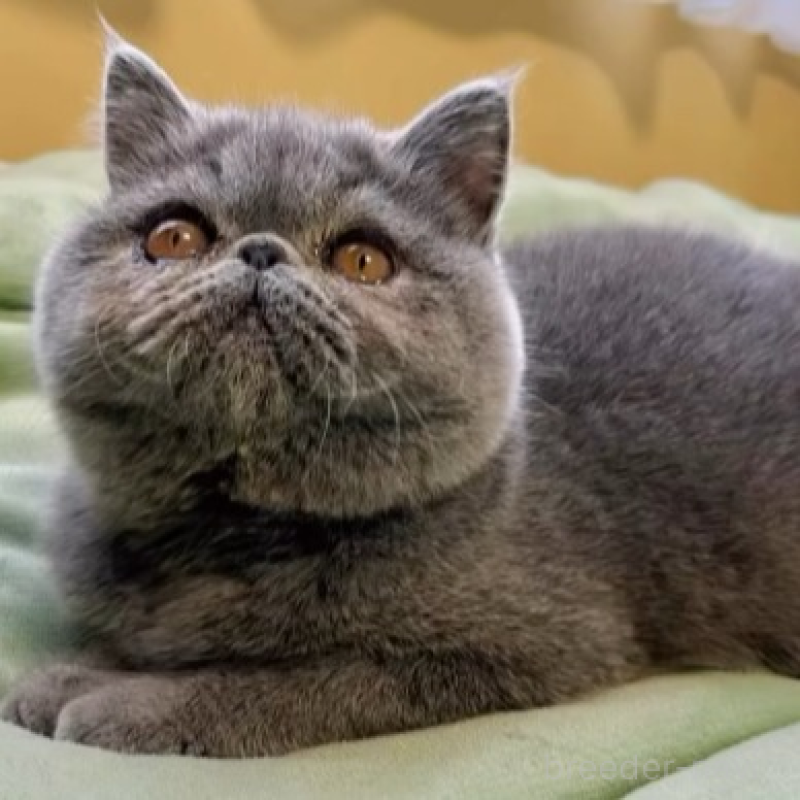 販売中の北海道のエキゾチックショートヘア-138638