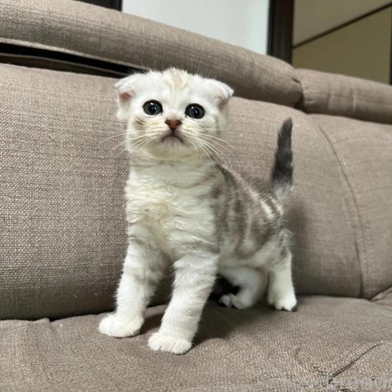 販売中の茨城県のスコティッシュフォールド(折れ耳)-138640の4枚目