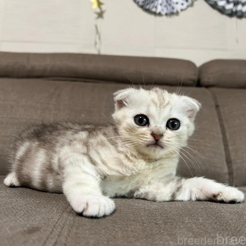 販売中の茨城県のスコティッシュフォールド(折れ耳)-138640の2枚目