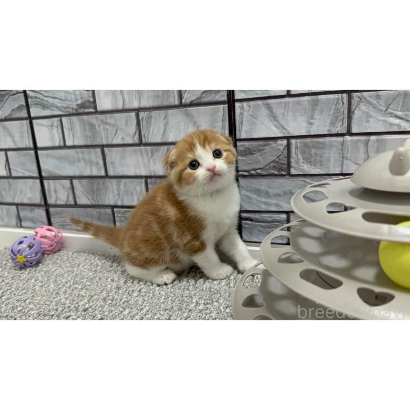 販売中の福岡県のマンチカン-138639の3枚目