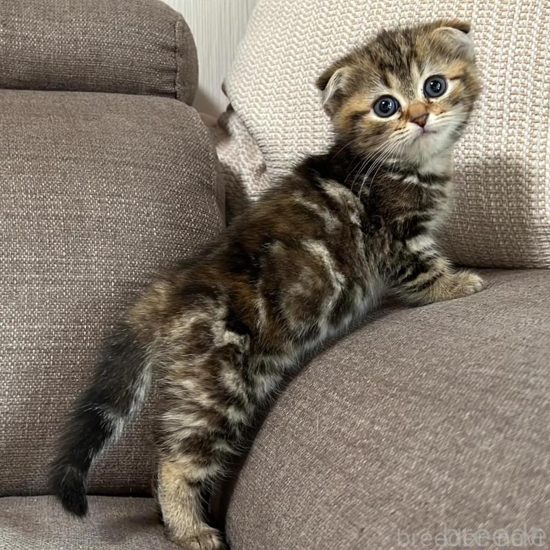 販売中の茨城県のスコティッシュフォールド(折れ耳)-138641の1枚目