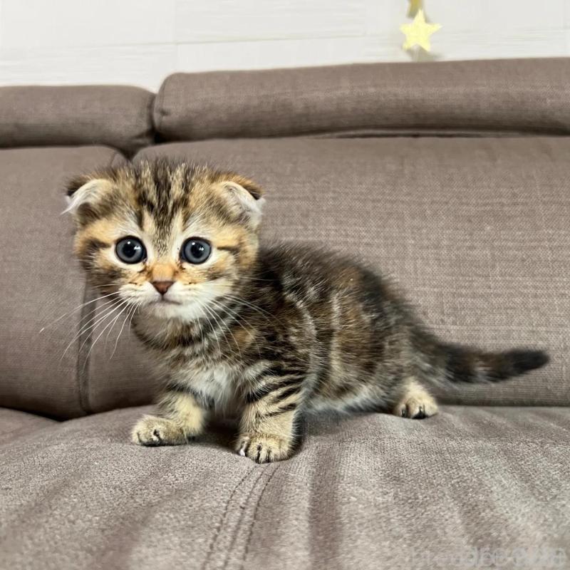 販売中の茨城県のスコティッシュフォールド(折れ耳)-138641の3枚目