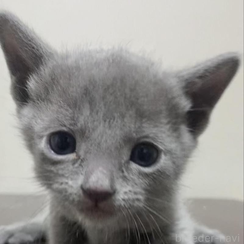 販売中の奈良県のロシアンブルー-138643の1枚目