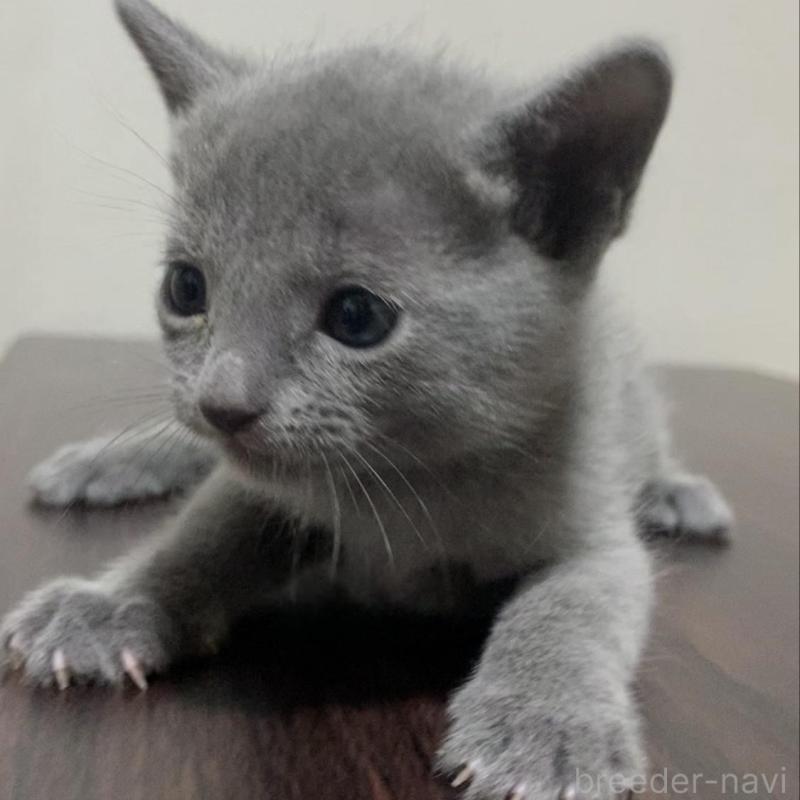 販売中の奈良県のロシアンブルー-138643の5枚目