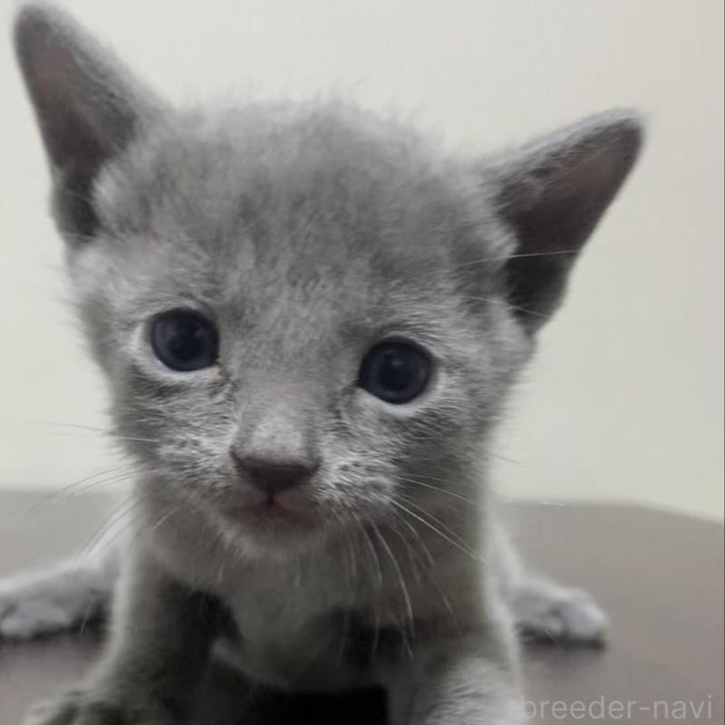 販売中の奈良県のロシアンブルー-138643の4枚目