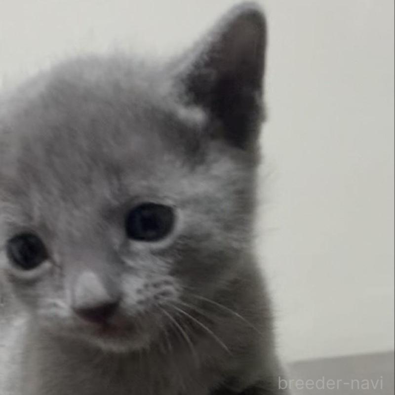 販売中の奈良県のロシアンブルー-138643の3枚目