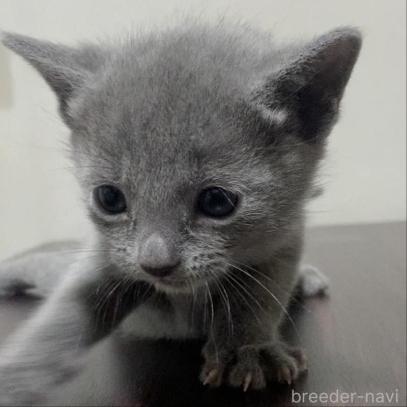 販売中の奈良県のロシアンブルー-138643の2枚目