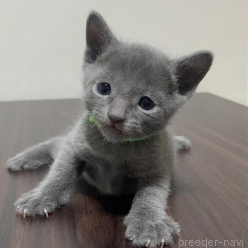 販売中の奈良県のロシアンブルー-138644