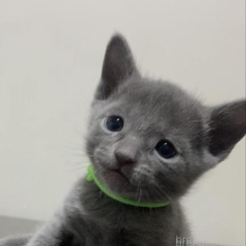 販売中の奈良県のロシアンブルー-138644の6枚目