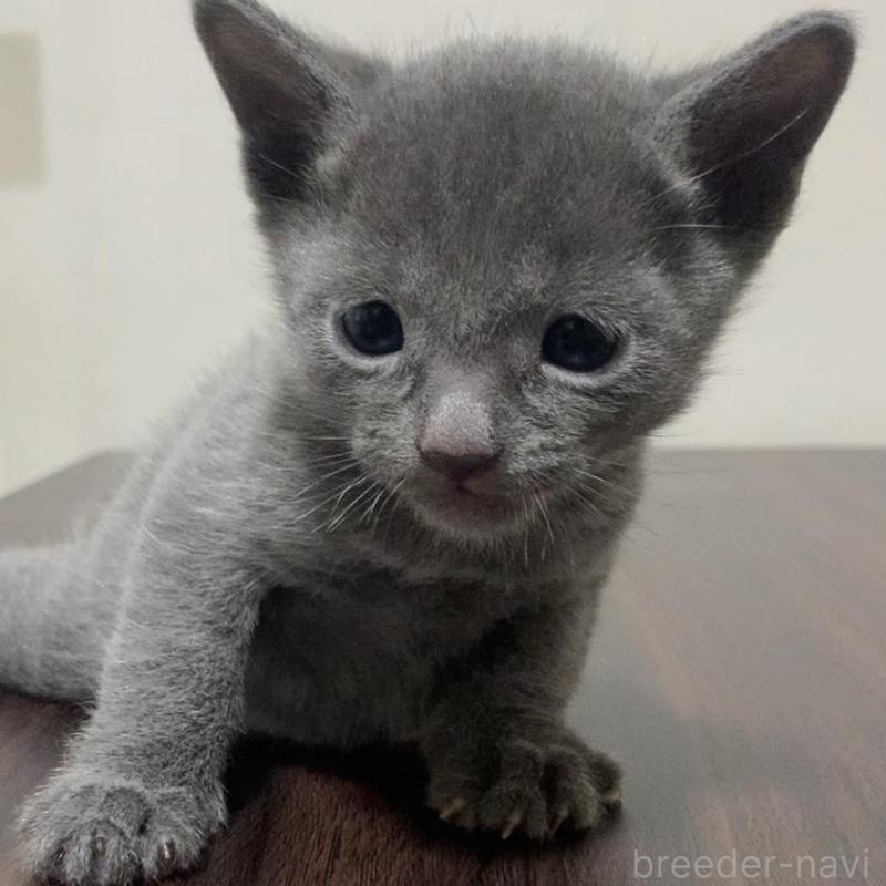 販売中の奈良県のロシアンブルー-138644の5枚目