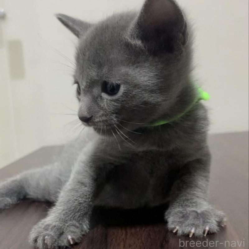 販売中の奈良県のロシアンブルー-138644の3枚目