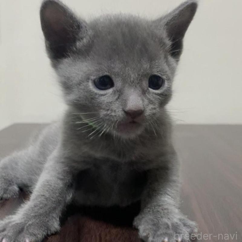 販売中の奈良県のロシアンブルー-138644の2枚目