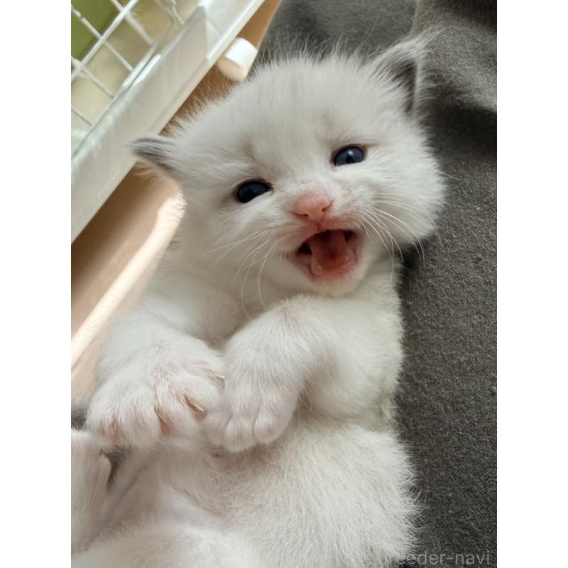 販売中の北海道のラグドール-138645の9枚目