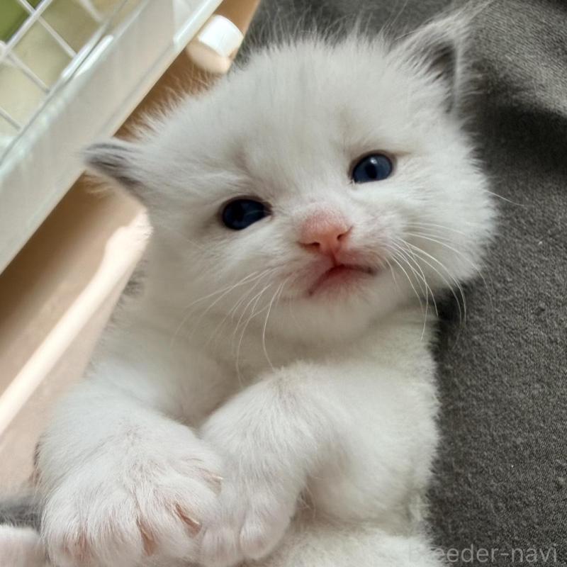 販売中の北海道のラグドール-138645の1枚目