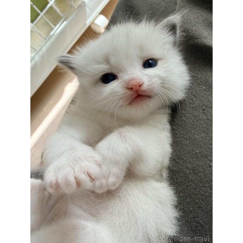 販売中の北海道のラグドール-138645の2枚目