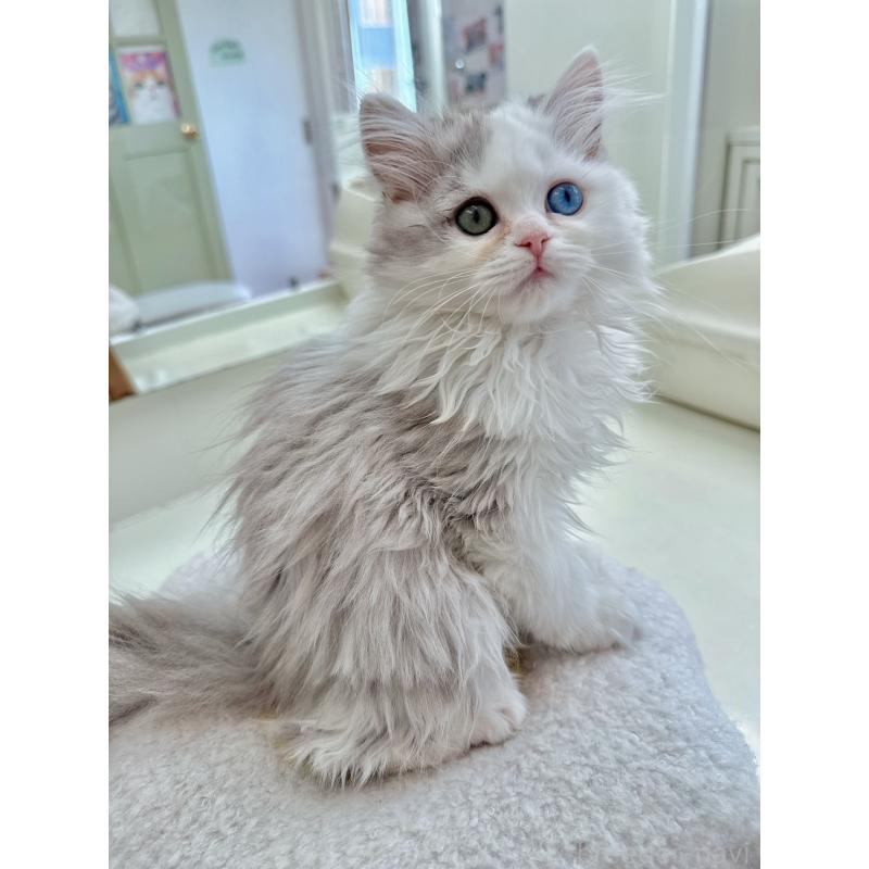 商談中の北海道のラガマフィン-136719の6枚目