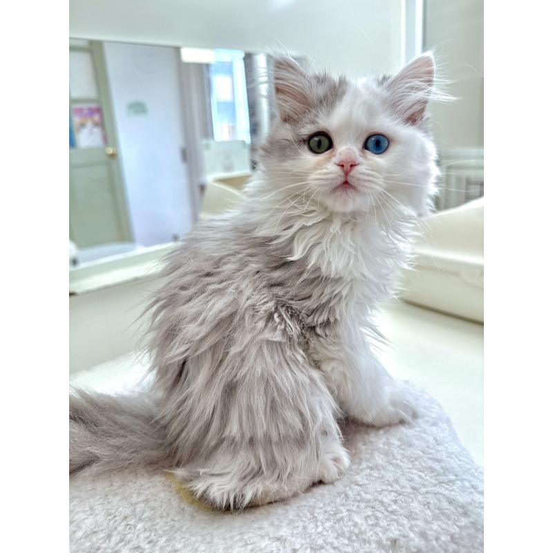 商談中の北海道のラガマフィン-136719の5枚目