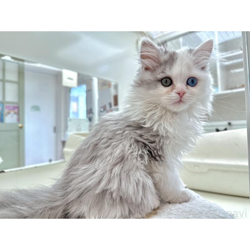 商談中の北海道のラガマフィン-136719の4枚目