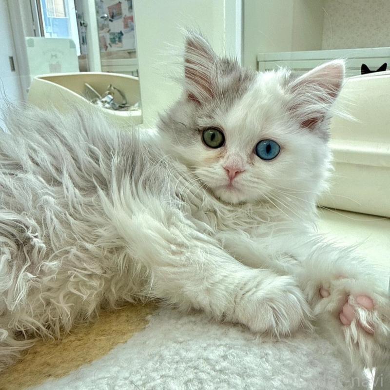 商談中の北海道のラガマフィン-136719の3枚目