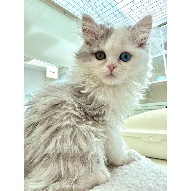 商談中の北海道のラガマフィン-136719の2枚目