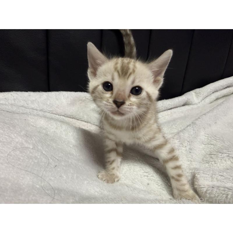 販売中の香川県のベンガル-138647の6枚目