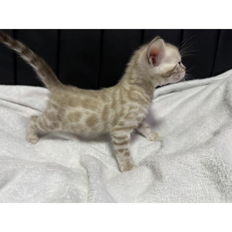 販売中の香川県のベンガル-138647の4枚目