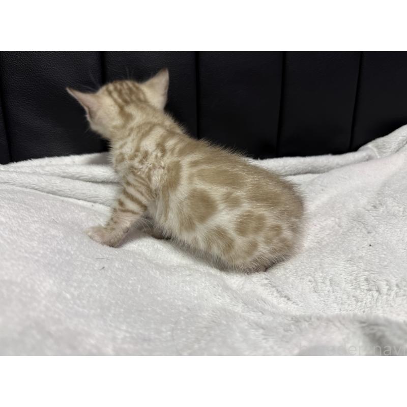 販売中の香川県のベンガル-138647の3枚目