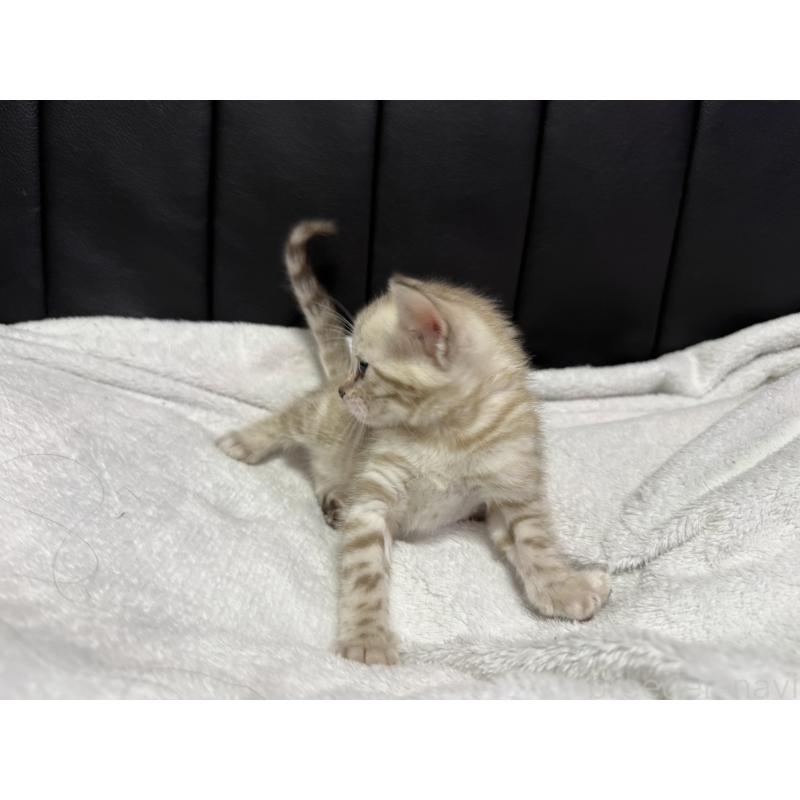 販売中の香川県のベンガル-138647の2枚目