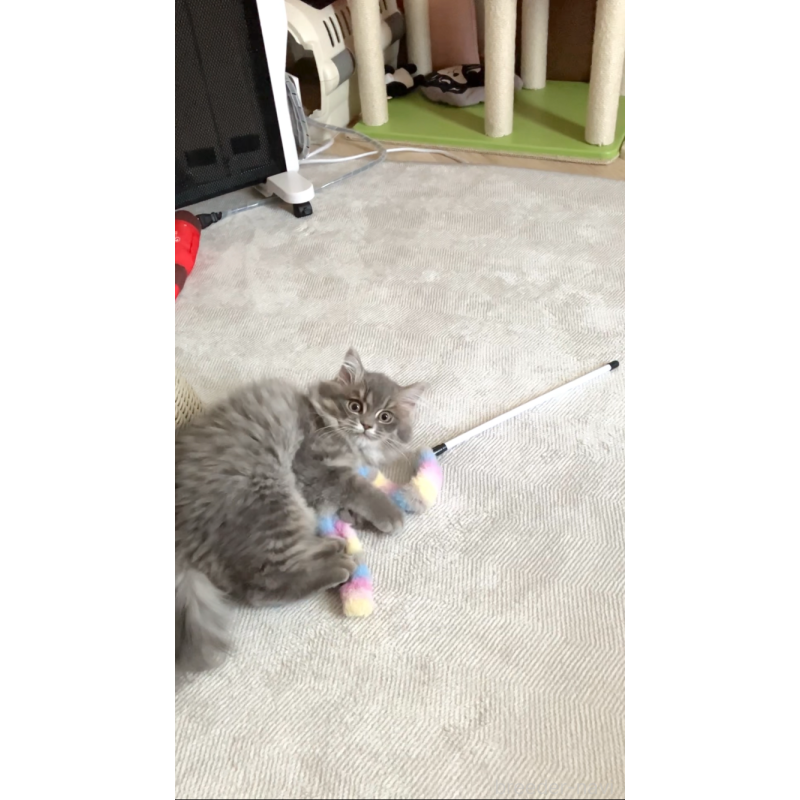 販売中の東京都のサイベリアン-136967の4枚目