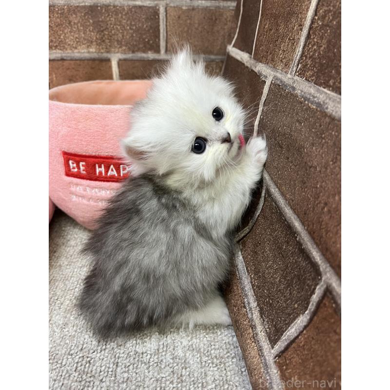 販売中の東京都のペルシャ(チンチラ)-138650の8枚目