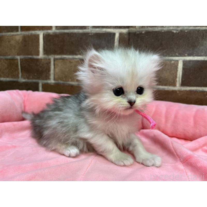 販売中の東京都のペルシャ(チンチラ)-138650の7枚目