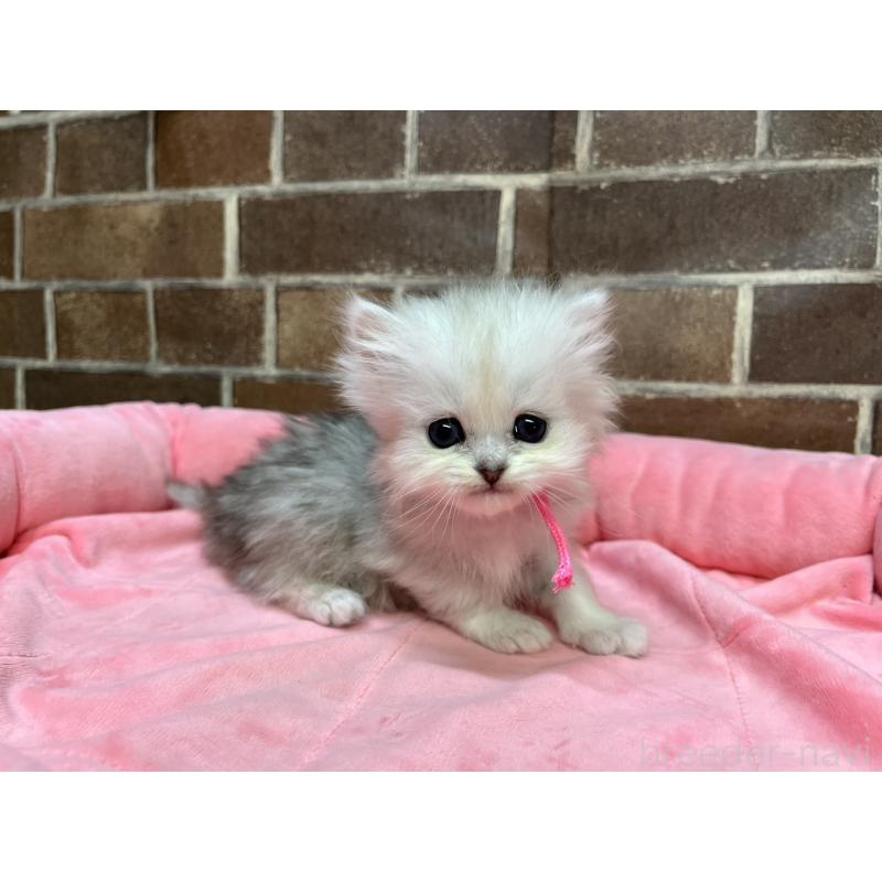 販売中の東京都のペルシャ(チンチラ)-138650の6枚目