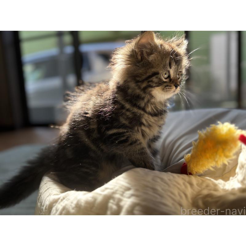 販売中の千葉県のスコティッシュフォールド-136102の3枚目