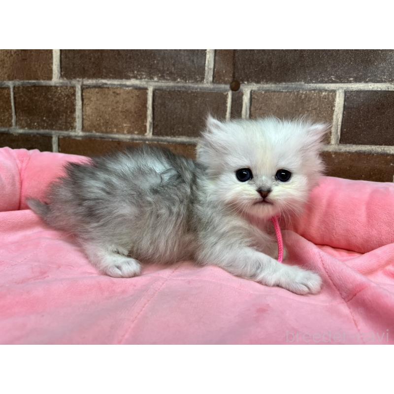 販売中の東京都のペルシャ(チンチラ)-138650の5枚目