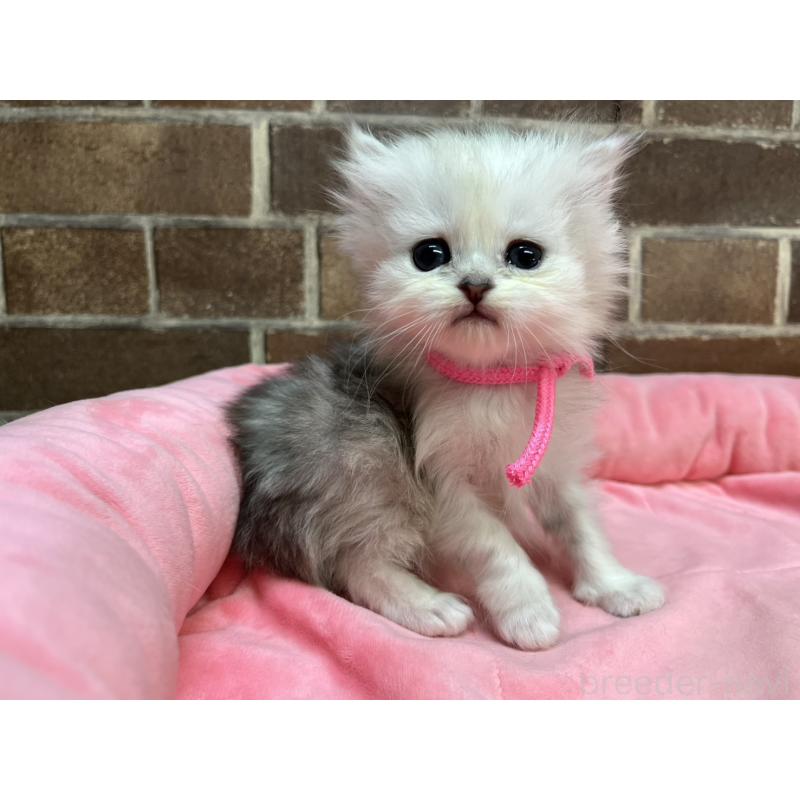 販売中の東京都のペルシャ(チンチラ)-138650の4枚目