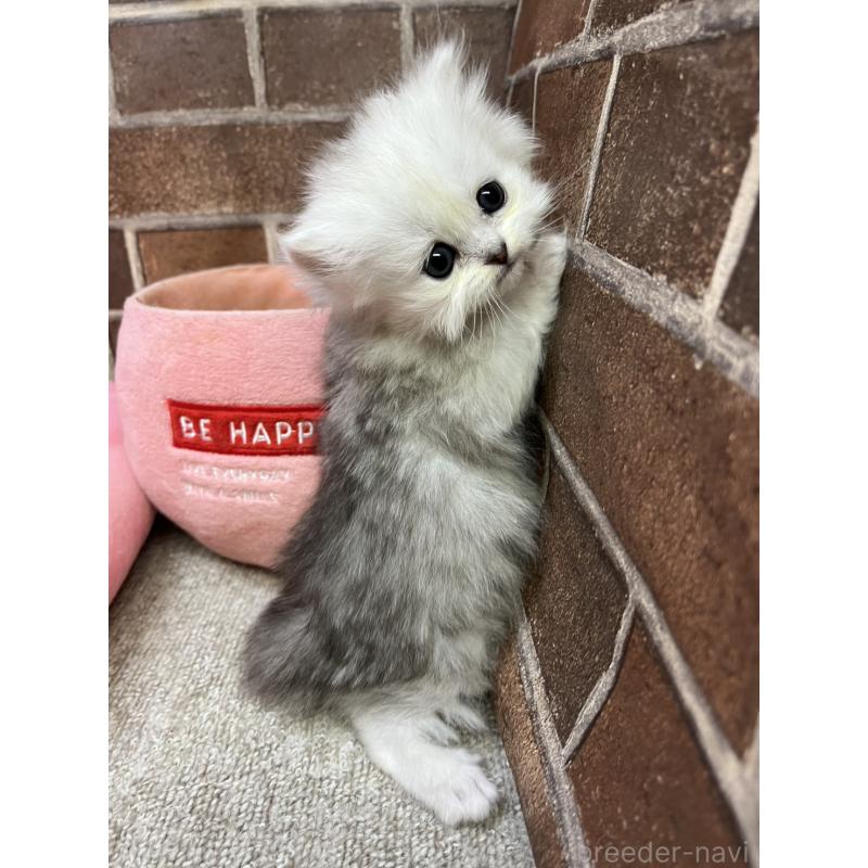 販売中の東京都のペルシャ(チンチラ)-138650の3枚目