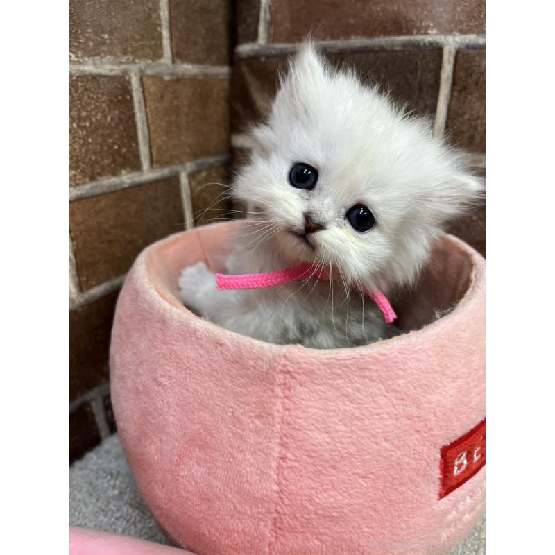 販売中の東京都のペルシャ(チンチラ)-138650の2枚目