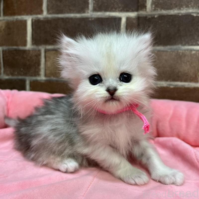 販売中の東京都のペルシャ(チンチラ)-138650