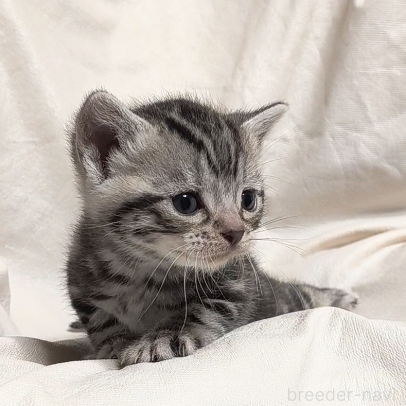 販売中の山形県のアメリカンショートヘア-138655の1枚目