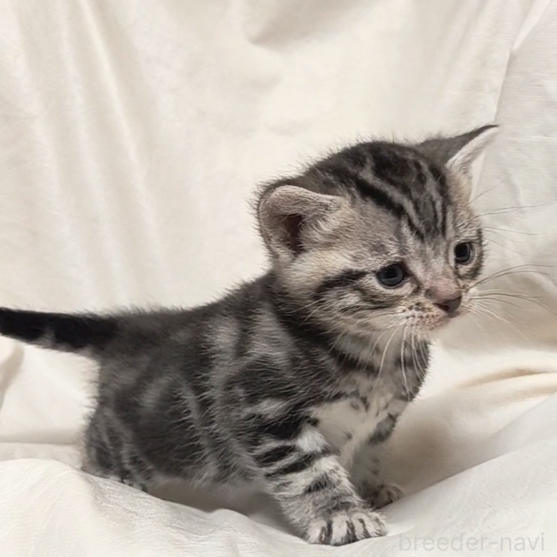 販売中の山形県のアメリカンショートヘア-138655の6枚目