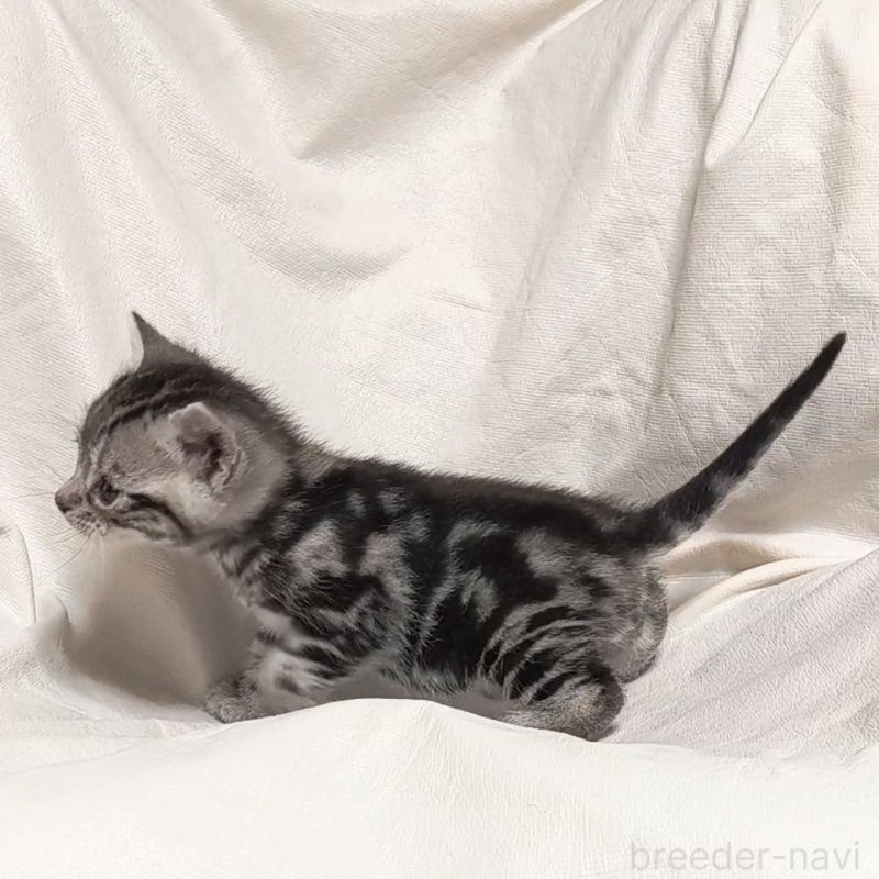 販売中の山形県のアメリカンショートヘア-138655の5枚目