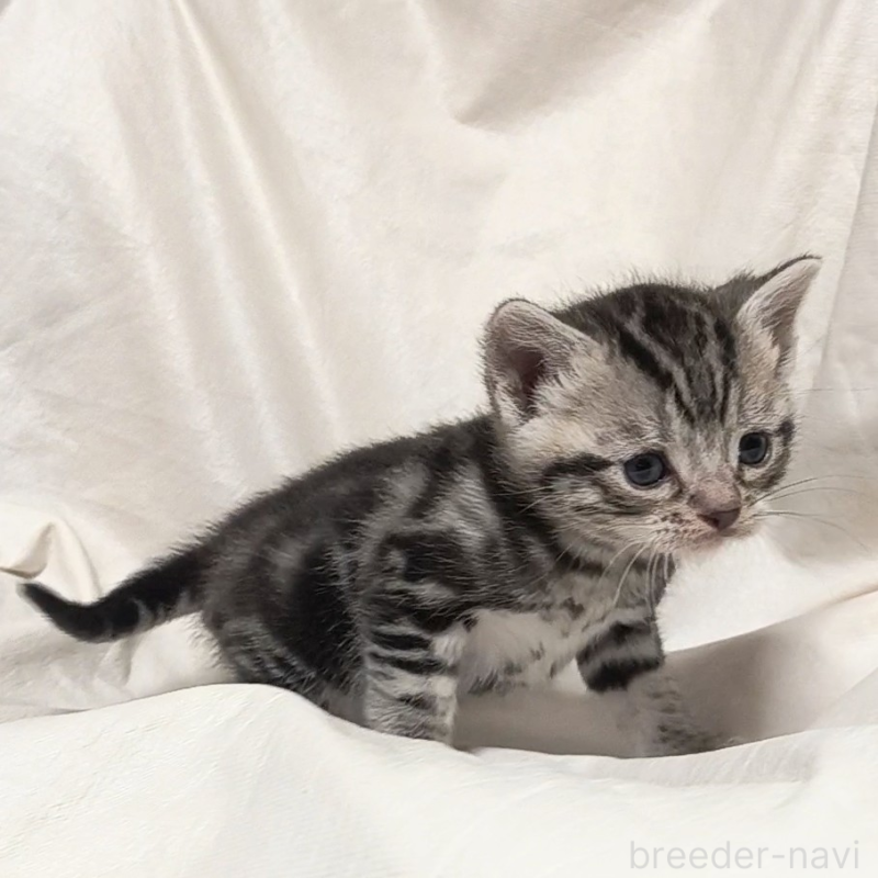 販売中の山形県のアメリカンショートヘア-138655の3枚目