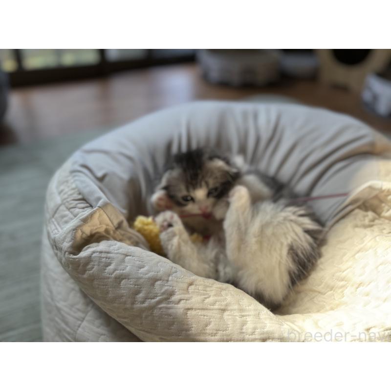 販売中の千葉県のスコティッシュフォールド(折れ耳)-136101の4枚目