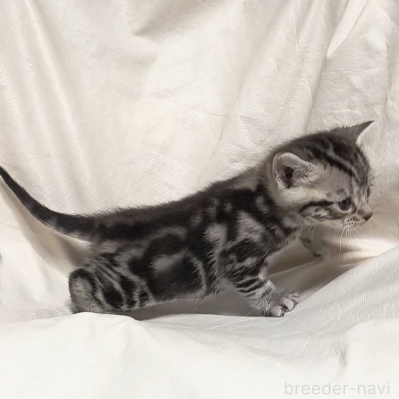 販売中の山形県のアメリカンショートヘア-138655の2枚目