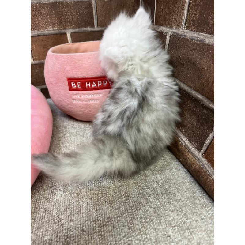 販売中の東京都のペルシャ(チンチラ)-138652の15枚目